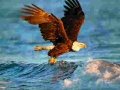 Joc Animals Jigsaw Puzzle Eagle
