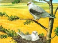 Joc Birds Of Prey Puzzle