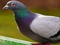 Joc Pigeon Jigsaw Puzzle