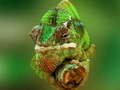 Joc Chameleon Jigsaw